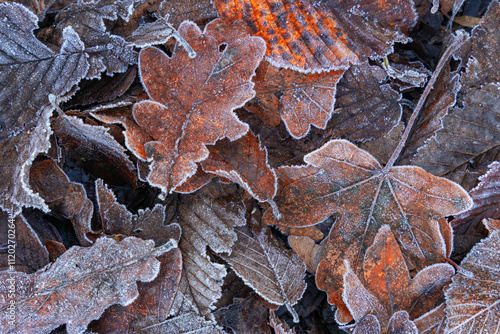 arrière plan d'automne, tapis de feuilles de diverses variétés en sous bois un matin en hivers sous le givre, feuilles brunes, png, ressources graphiques