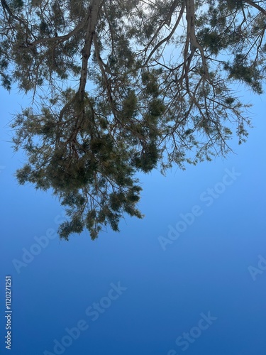 blue sky and trees