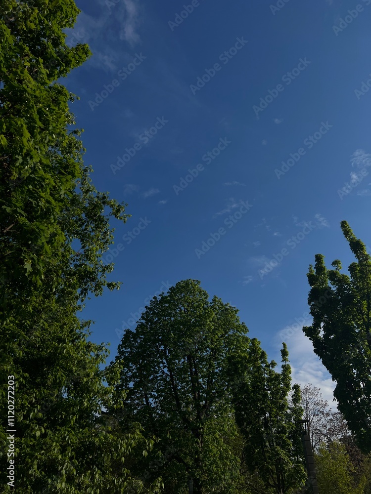 Obraz premium trees and sky