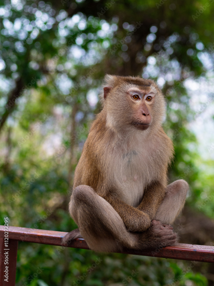 Fototapeta premium Macaque monkey sitting in a meditative pose in the jungle at Monkey Hill, Phuket, Thailand