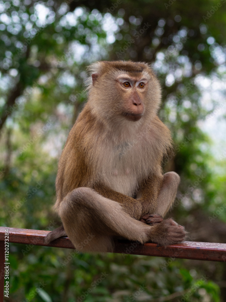 Macaque monkey sitting in a meditative pose in the jungle at Monkey Hill, Phuket, Thailand Macaque monkey sitting in a meditative pose in the jungle at Monkey Hill, Phuket, Thailand