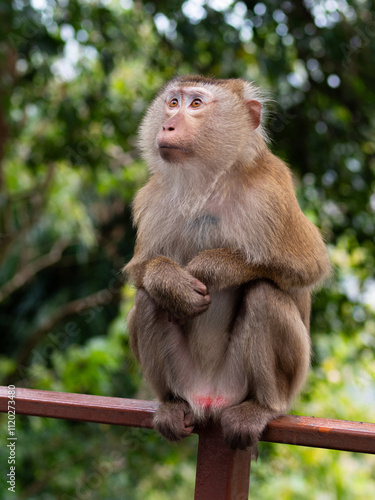Photography Cute macaque monkey posing in the tropical forest at Monkey Hill, Thailand