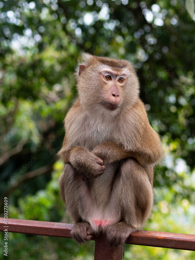 Macaque monkey relaxing in the jungle at Monkey Hill, Phuket, Thailand Macaque monkey relaxing in the jungle at Monkey Hill, Phuket, Thailand