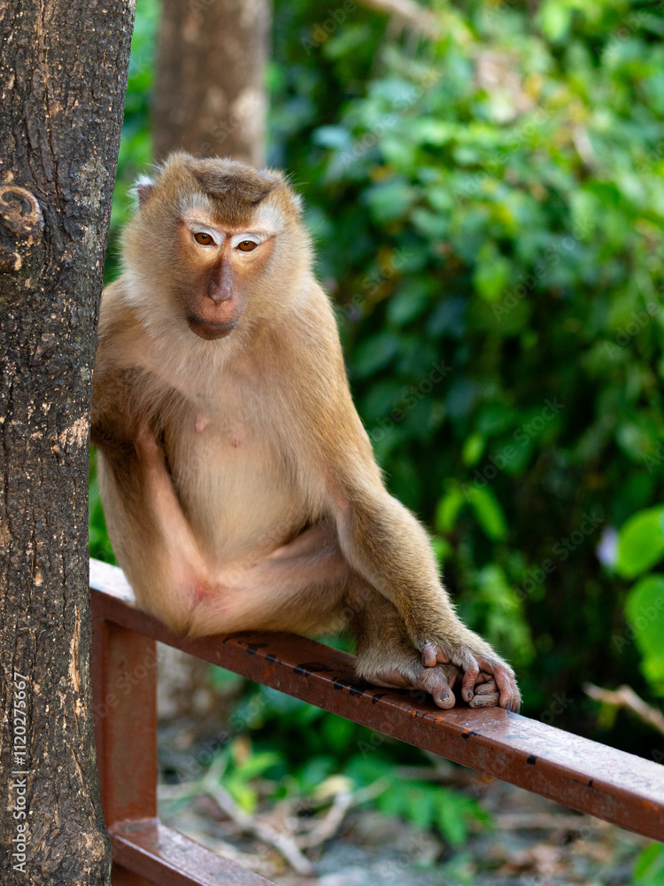 Macaque monkey relaxing on a tree in the jungle at Monkey Hill, Phuket, Thailand Macaque monkey relaxing on a tree in the jungle at Monkey Hill, Phuket, Thailand