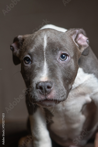 Portrait of a beautiful purebred Staffordshire Terrier in a studio in a low key.