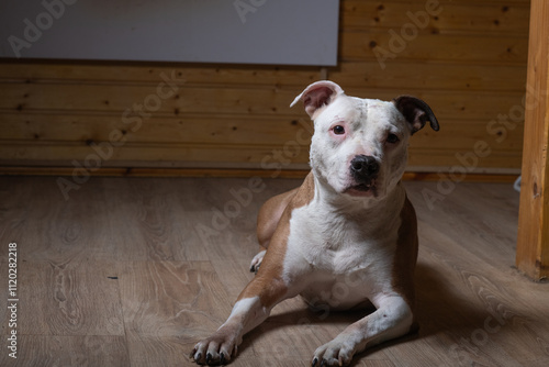 Portrait of a beautiful purebred Staffordshire Terrier in a studio in a low key.