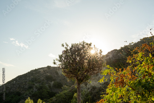 Little tree in the sun