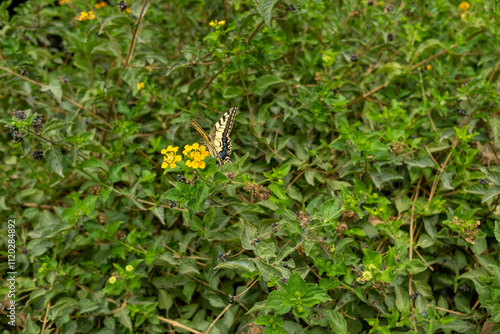Butterfly in a hedge