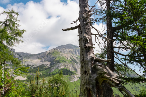 Close-up of gnarled dead tree with scenic vista of mountain peak Piz Galin in Brenta Dolomites, Trentino, Italy. Wanderlust in alpine wilderness. Hiking in Italian Alps in summer. High altitude forest