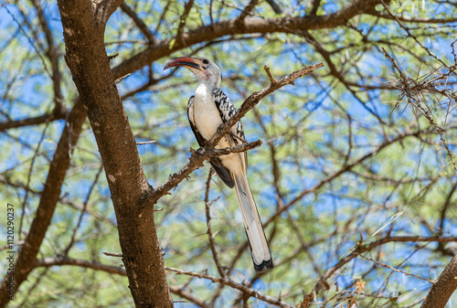 Northern Red-billed Hornbill photo