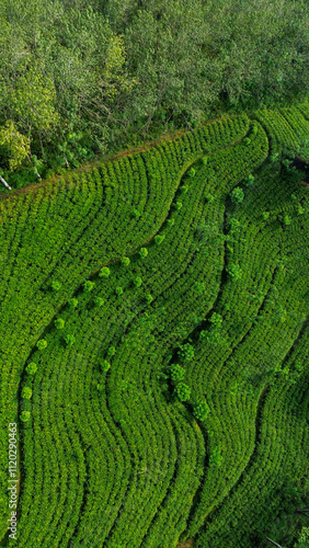 Aerial View of Lush Tea Plantations on Mountain Slopes.
Aerial view of hills with tea plantation at misty morning in Sri Lanka Drone photo. 
