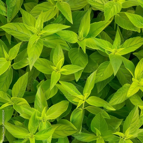 Many fresh lemon verbena leaves texture background, fragrant spices pattern, Aloysia citrodora