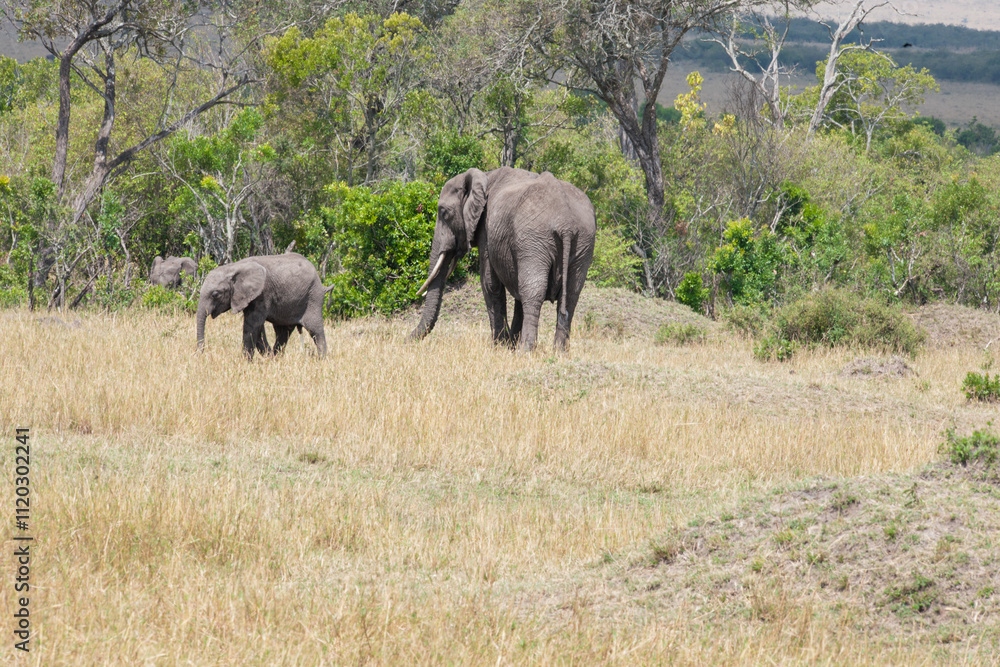 elephants in the savannah elephants in the savannah