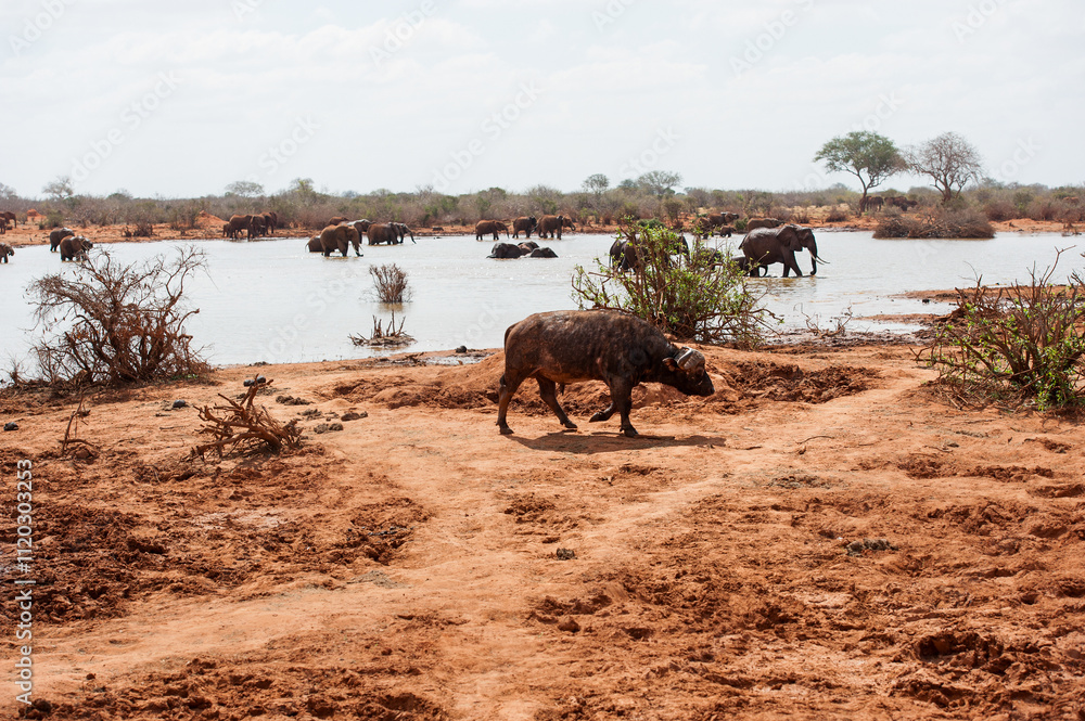 cows in the water cows in the water