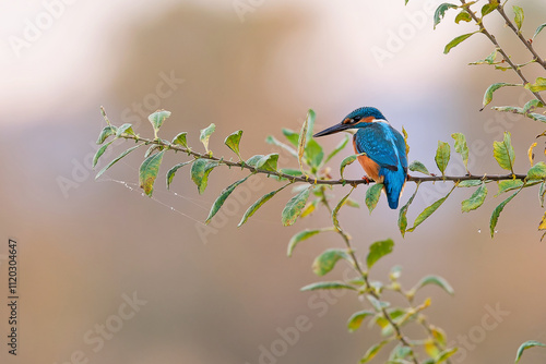 Eisvogel auf der Jagd