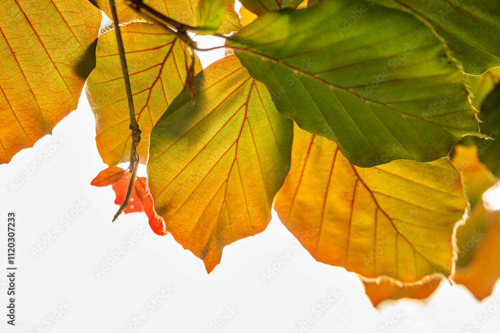 Fototapeta premium Autumn colorful beech leaf on twig on white background.