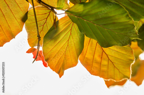 Autumn colorful beech leaf on twig on white background. photo