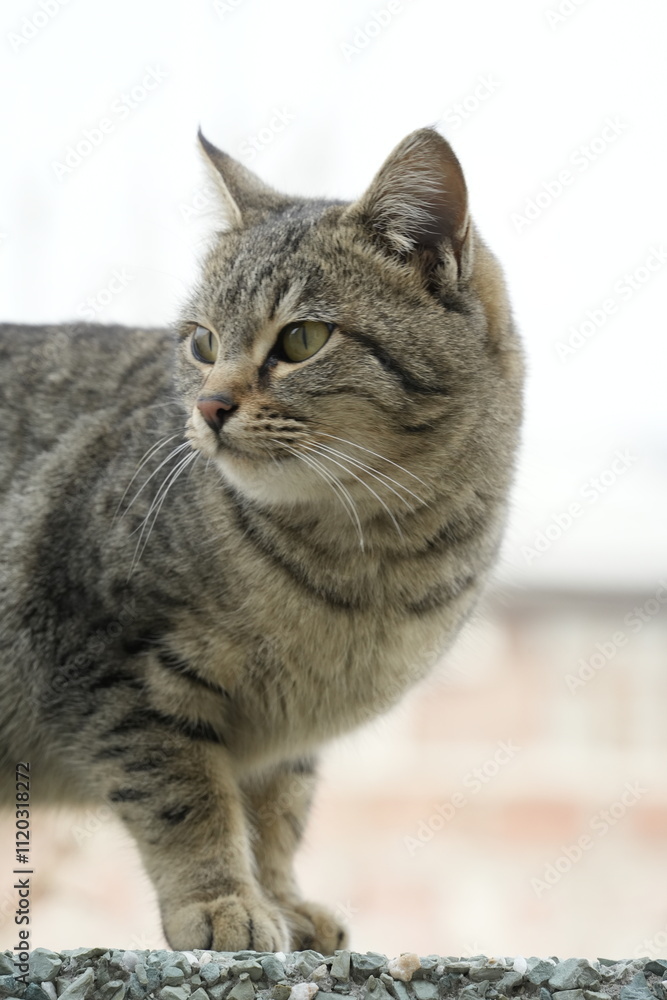 European cat
A breed of short-haired domestic cats that was created by European breeders and cat lovers in the mid-20th century. European cat
A breed of short-haired domestic cats that was created by European breeders and cat lovers in the mid-20th century.