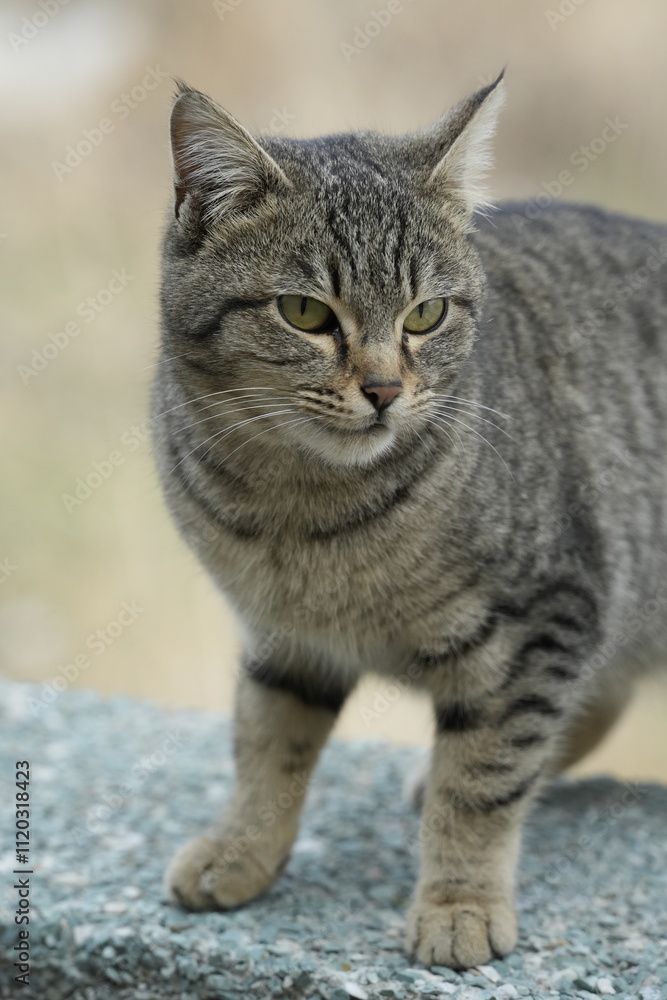 European cat
A breed of short-haired domestic cats that was created by European breeders and cat lovers in the mid-20th century. European cat
A breed of short-haired domestic cats that was created by European breeders and cat lovers in the mid-20th century.