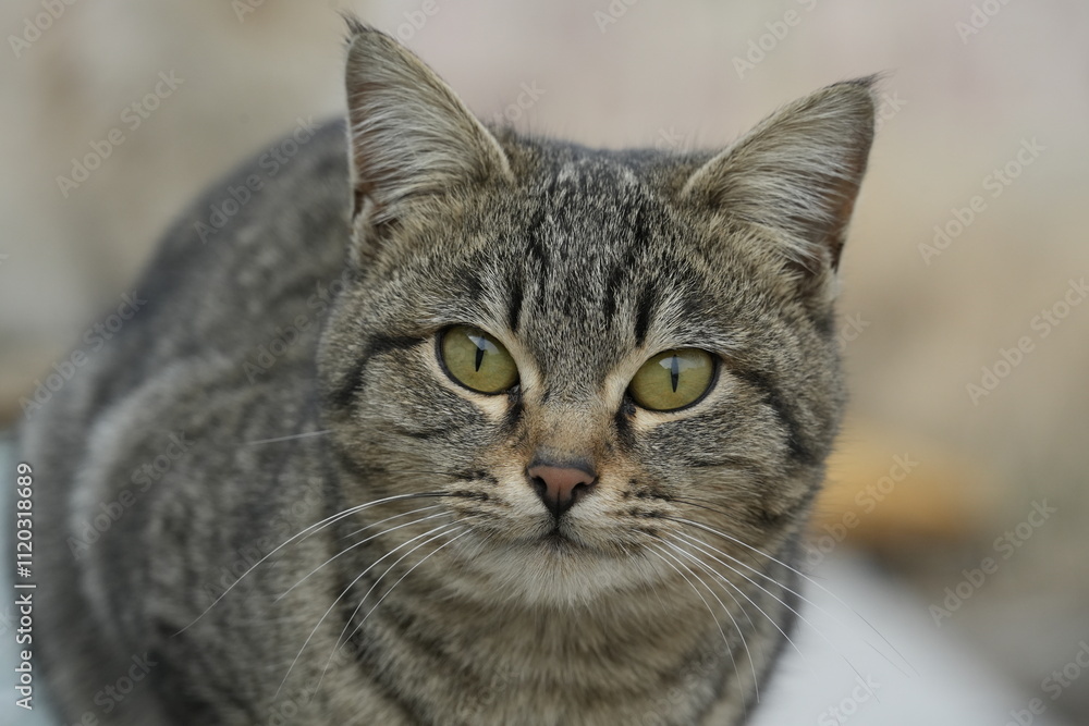 European cat
A breed of short-haired domestic cats that was created by European breeders and cat lovers in the mid-20th century. European cat
A breed of short-haired domestic cats that was created by European breeders and cat lovers in the mid-20th century.