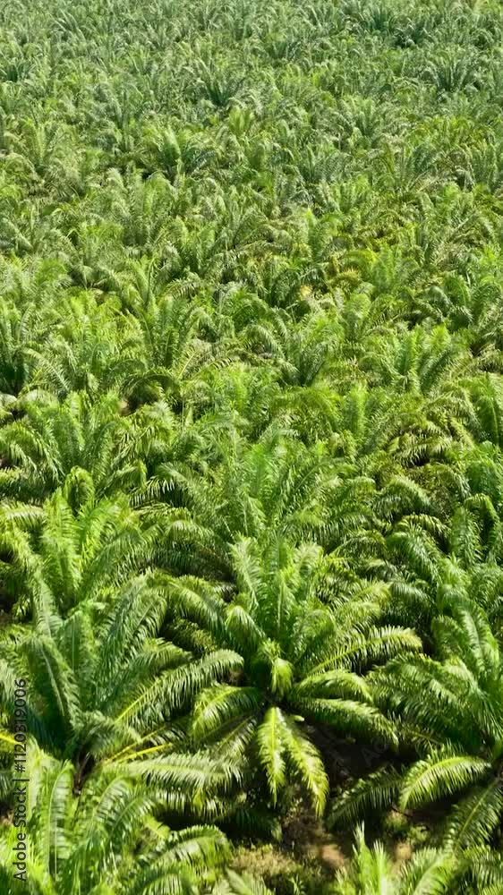 Aerial drone of Palm oil plantation.The Palm Oil Estates and farm. Borneo, Malaysia. Vertical video. Aerial drone of Palm oil plantation.The Palm Oil Estates and farm. Borneo, Malaysia. Vertical video.