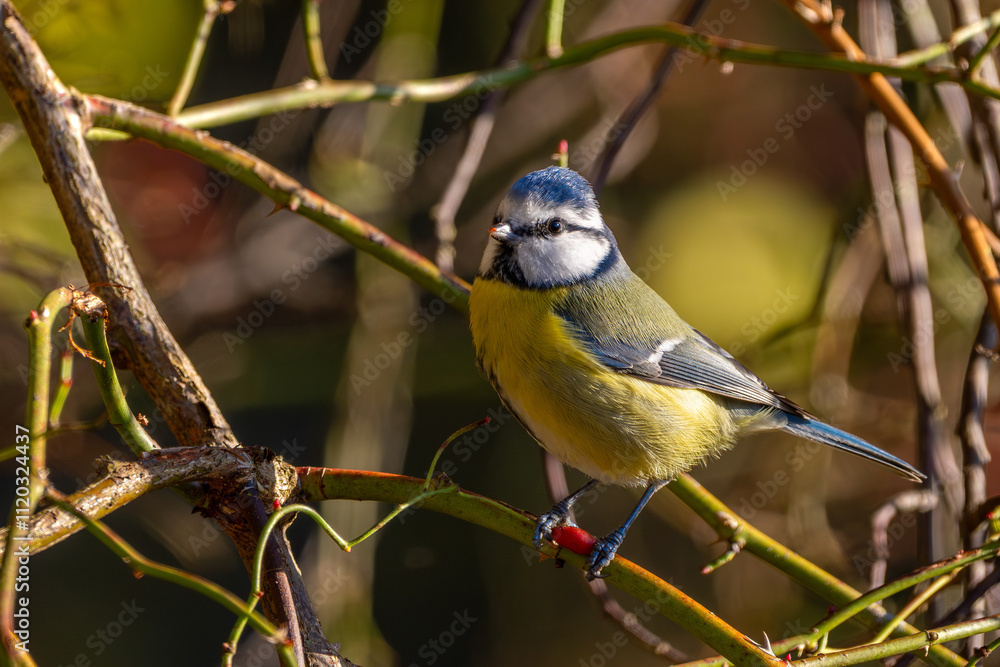 Blaumeise im Herbst auf einem Ast / Vogel Blaumeise im Herbst auf einem Ast / Vogel