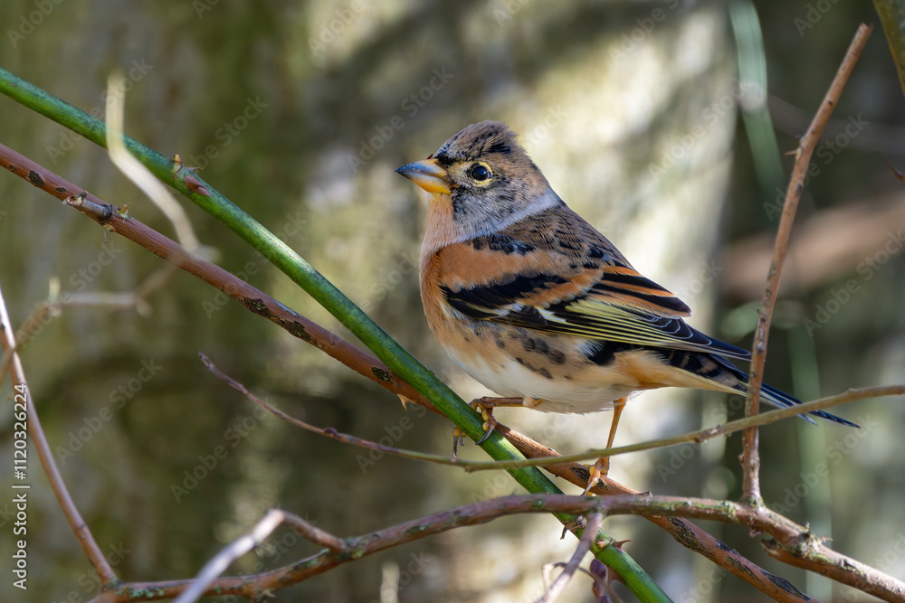 Bergfink oder Nordfink / Edelfink im Herbst Bergfink oder Nordfink / Edelfink im Herbst