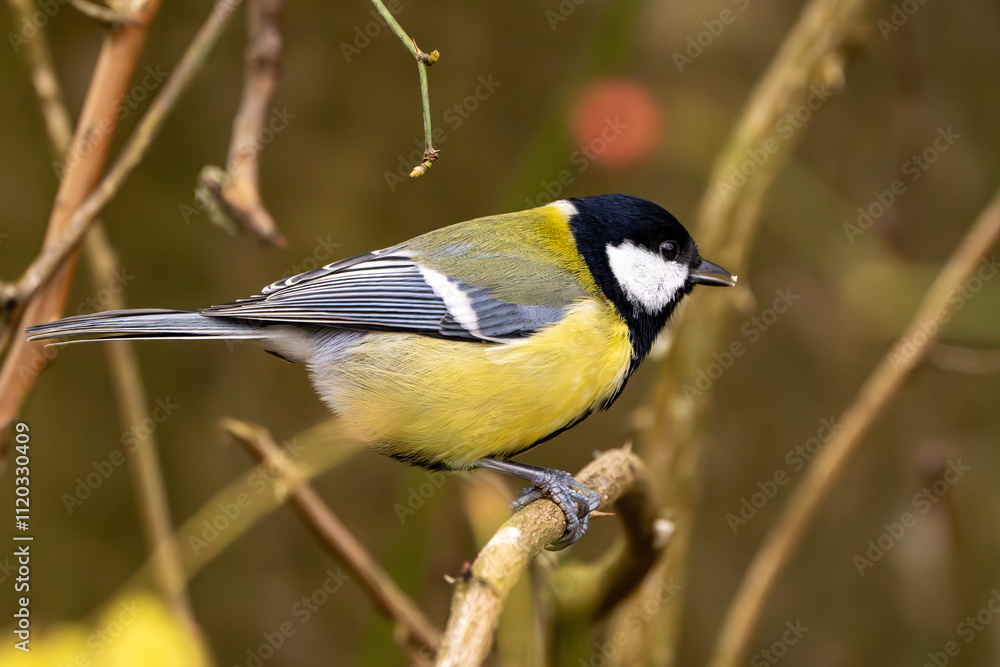 Kohlmeise im Herbst auf einem Ast / Vogel Kohlmeise im Herbst auf einem Ast / Vogel