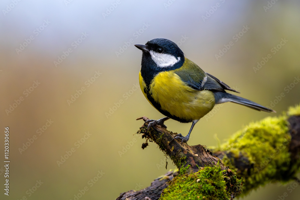 Kohlmeise im Herbst auf einem Ast / Vogel Kohlmeise im Herbst auf einem Ast / Vogel