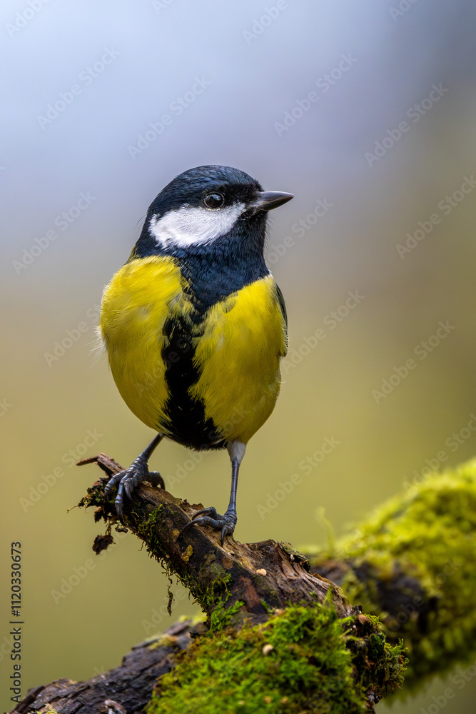 Fototapeta premium Kohlmeise im Herbst auf einem Ast / Vogel
