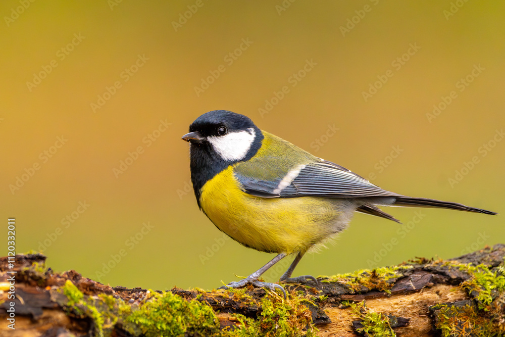 Fototapeta premium Kohlmeise im Herbst auf einem Ast / Vogel