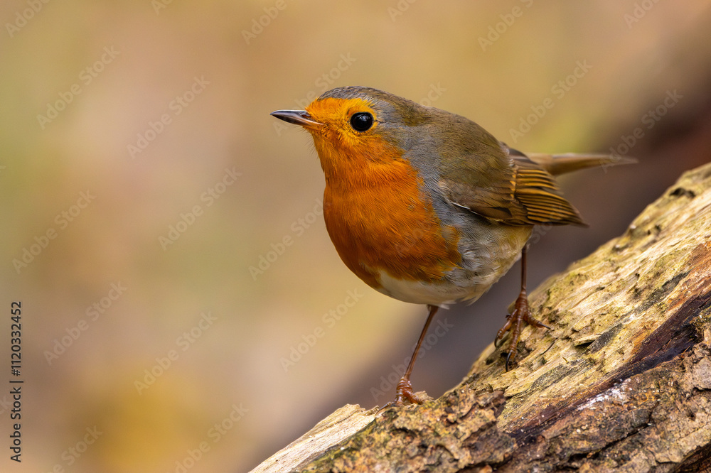 Rotkelchen im Herbst auf einem Ast / Vogel Rotkelchen im Herbst auf einem Ast / Vogel