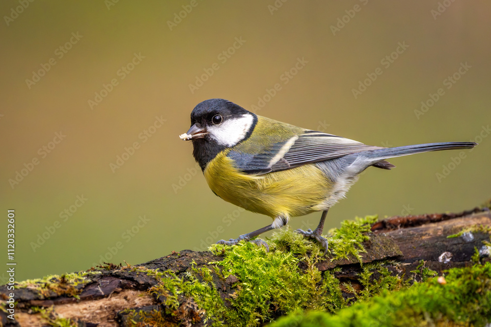 Fototapeta premium Kohlmeise im Herbst auf einem Ast / Vogel
