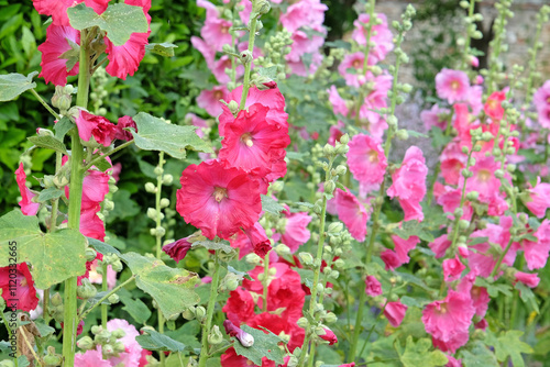 Wallpaper Mural Colourful deep pink Alcea rosea, or hollyhock, in flower. Torontodigital.ca