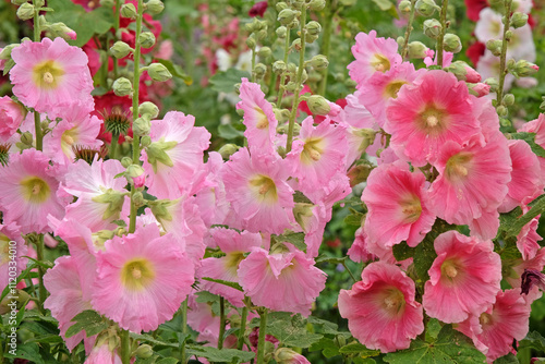 Bright pink Alcea rosea, or hollyhock, in flower. photo