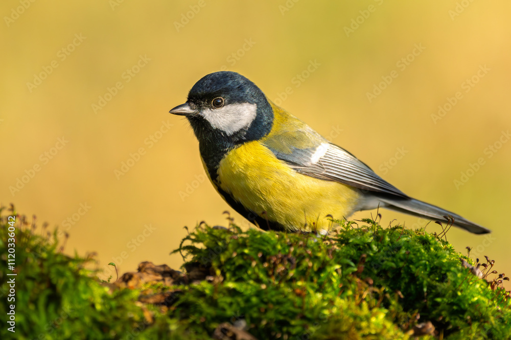 Kohlmeise im Herbst auf einem Ast / Vogel Kohlmeise im Herbst auf einem Ast / Vogel