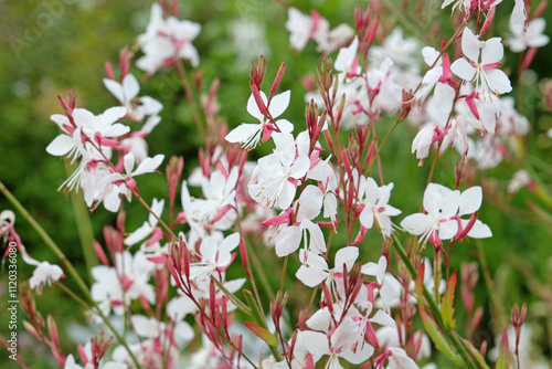 White Oenothera lindheimeri, or gaura ‘Whirling Butterflies’ in flower..