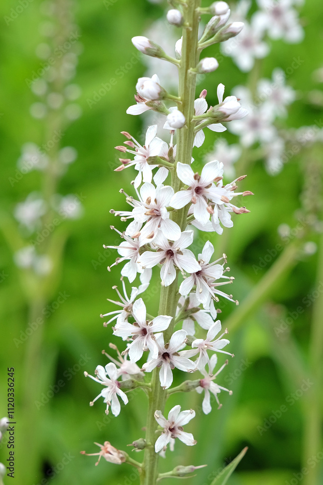 White Lysimachia ephemerum, the willow leaved loosestrife or milky loosestrife in flower.