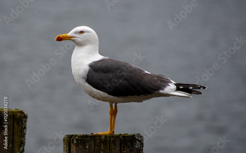 Lesser black-backed gull