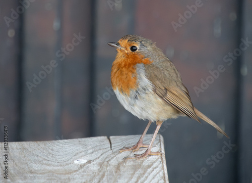 APerched Borin portrait