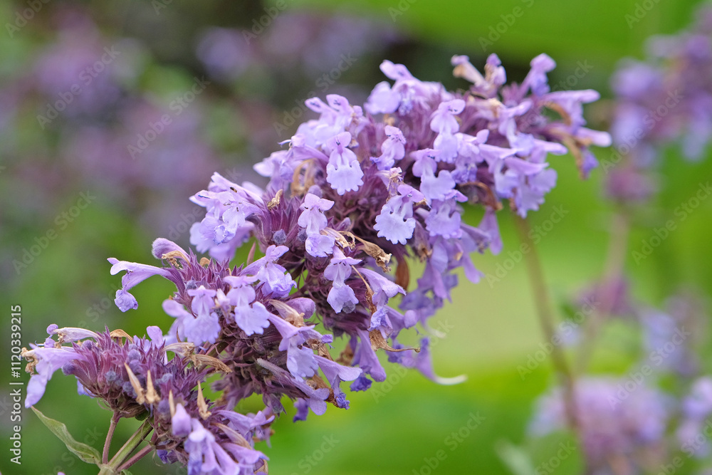 Blue purple Nepeta, catmint, in flower. Blue purple Nepeta, catmint, in flower.