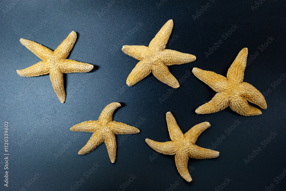 Starfish, isolated against black background Starfish, isolated against black background