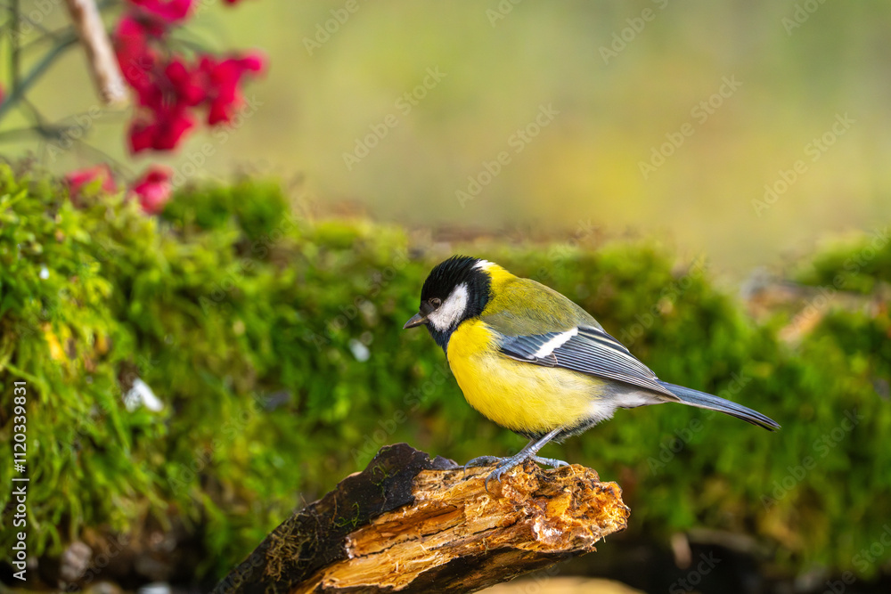 Fototapeta premium Kohlmeise im Herbst auf einem Ast mit roten Früchten / Vogel
