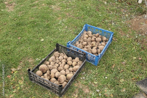 Plastic crates filled with freshly picked beets stand on green grass. There is still soil on the roots. Autumn harvest in the countryside photo