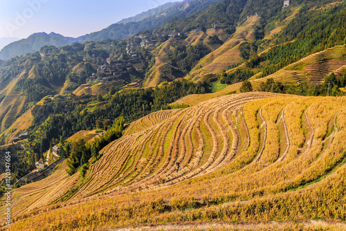 Landscape of Long Ji Terrace (Dragon Bone Terrace) in autumn season with farmers harvesting in the field. photo