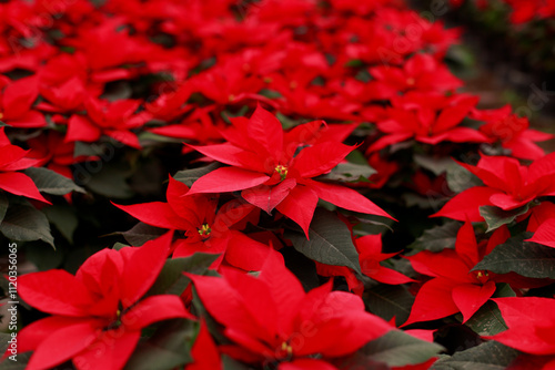 Poinsettia plants for the Christmas season