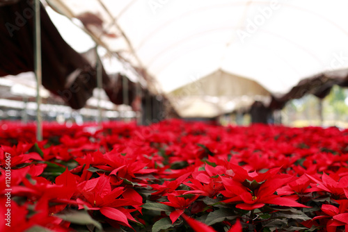 Greenhouse with poinsettia plants for the Christmas season