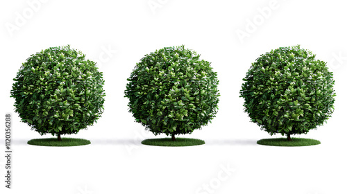 Boxwood Plants: A collection of beautiful plants isolated on a transparent background, with realistic 3D renderings.