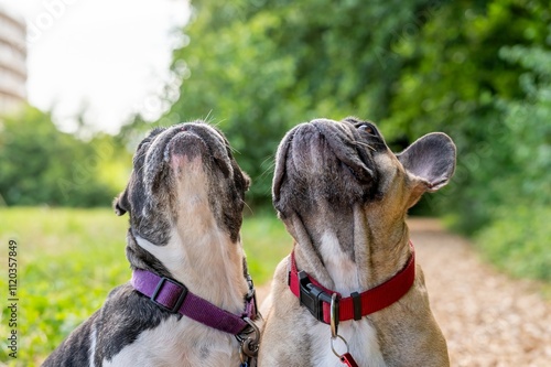 Portrait of two French Bulldogs.