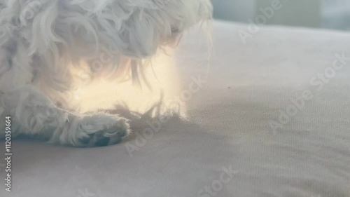 Wallpaper Mural Adorable Dog Dozing Off in a Relaxed Position. Torontodigital.ca